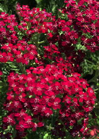 Achillea millefolium 'Summerwine'